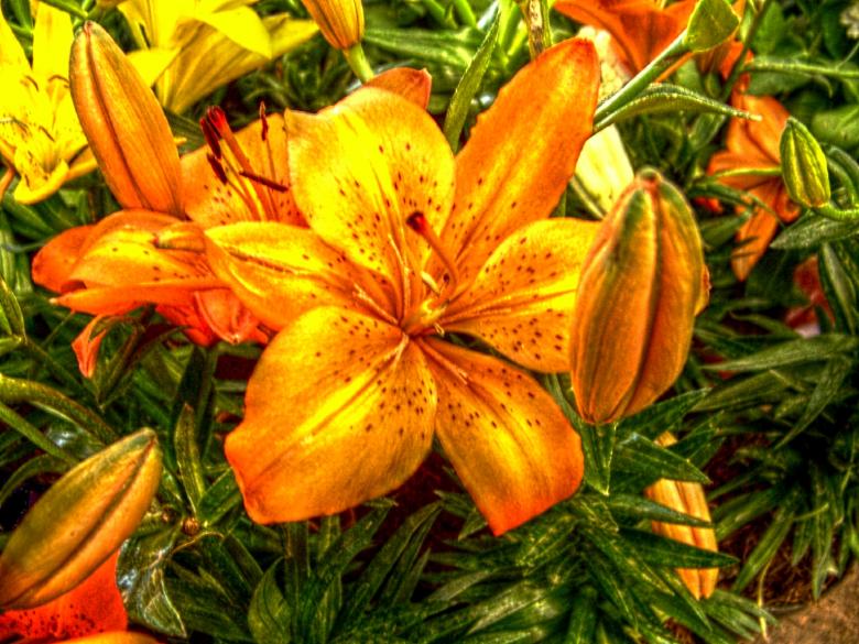 Free stock image of Orange and yellow flower created by homero chapa