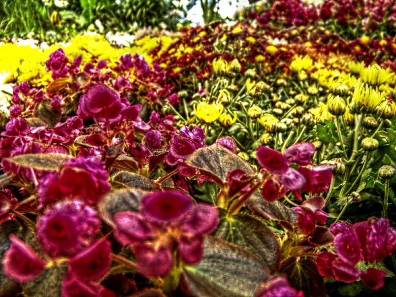 Free stock image of Red and yellow hdr flowers created by homero chapa