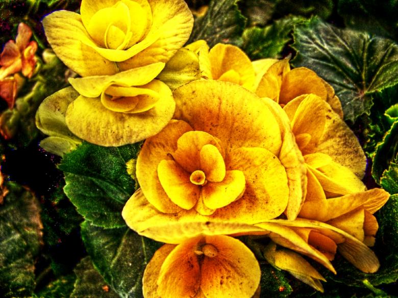 Free stock image of Yellow grunge flowers created by homero chapa