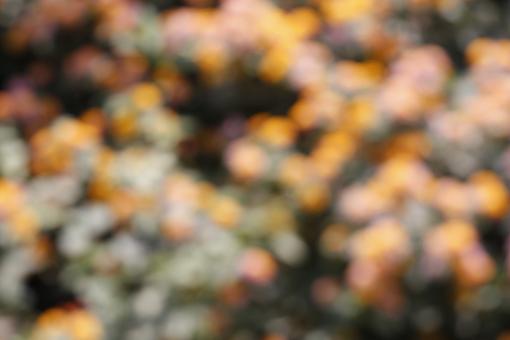 Free Stock Photo of Blurry flower bed