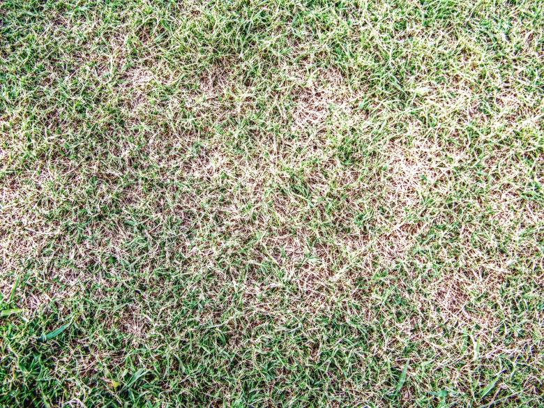 Free stock image of Grass texture created by homero chapa