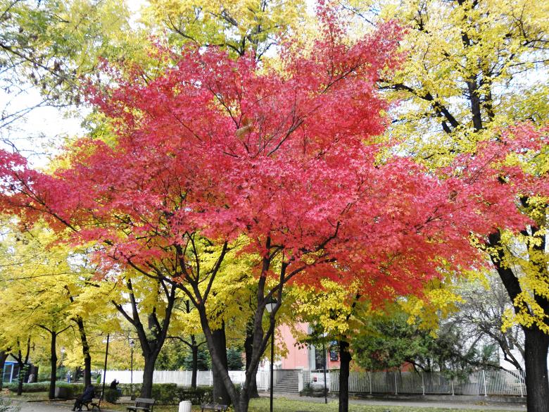 Free stock image of Autumn in the park created by Yuliy Ganev