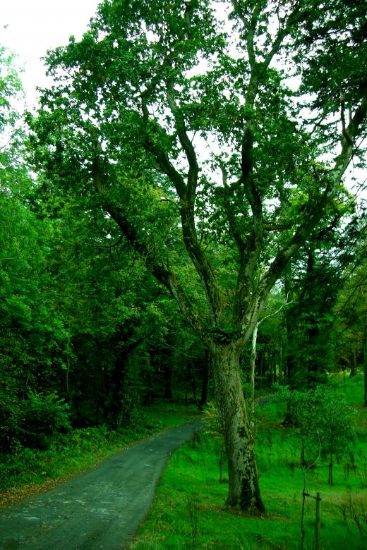 Free stock image of Ireland created by Brian