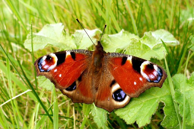 Free stock image of peacock butterfly created by paul clifton