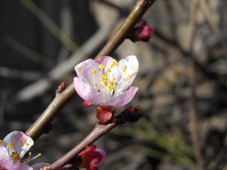 Free stock image of Cherry blossom created by dragon