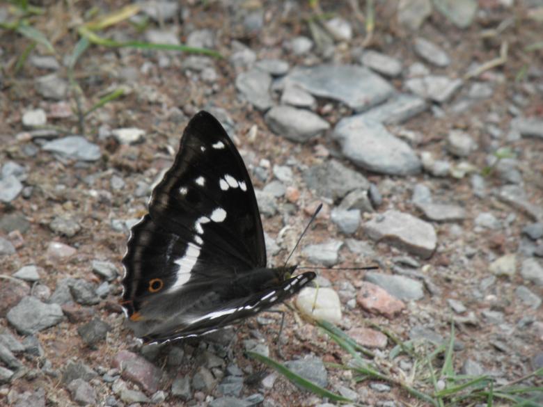 Free stock image of Butterfly Apatura iris created by Yuliy Ganev
