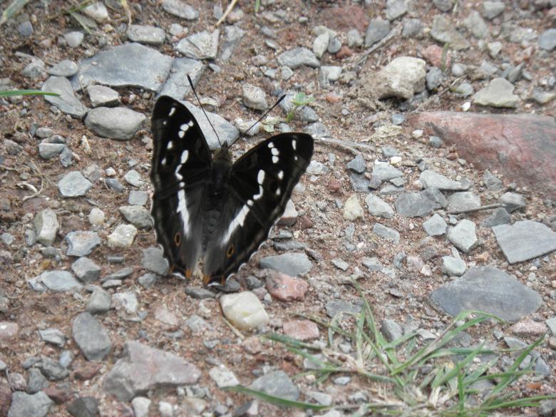 Free stock image of Butterfly Apatura iris created by Yuliy Ganev
