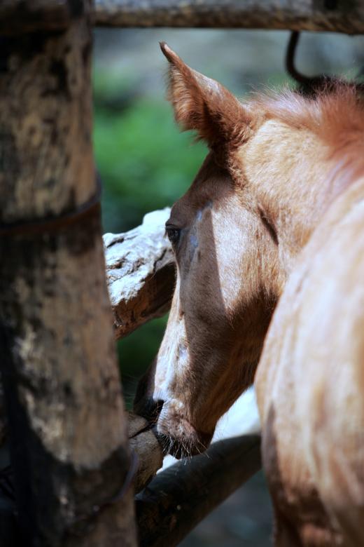 Free stock image of Horse created by Modern Touch Photography
