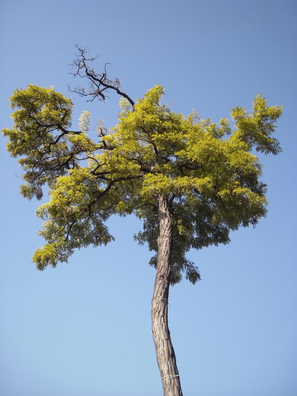 Free stock image of Tree created by dragon