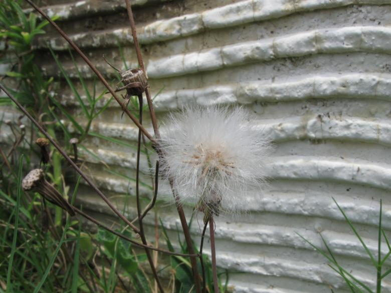 Free stock image of Dandelion created by pmao