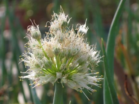 White flower