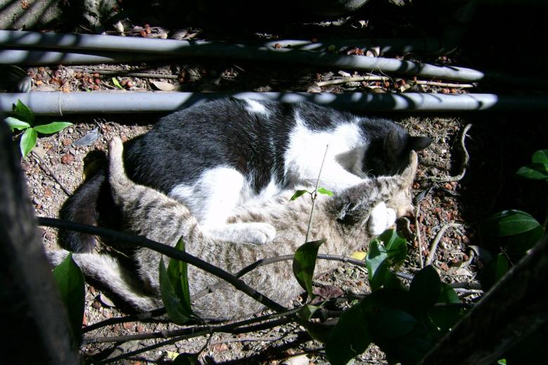 Free stock image of Two cats created by pmao
