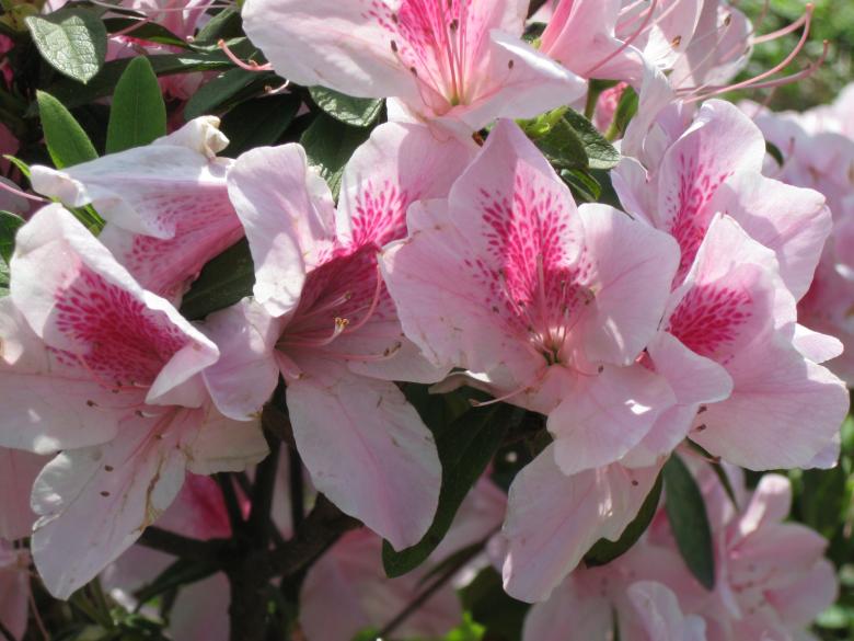 Free stock image of Pink Flowers created by pmao