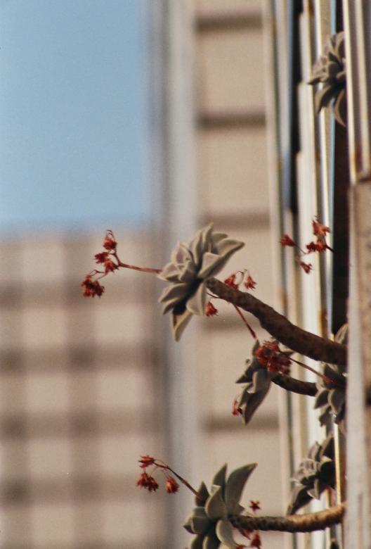 Free stock image of Flowers in Window created by pmao