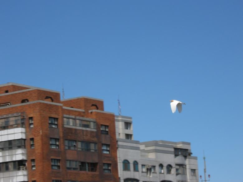 Free stock image of Flying over roof tops created by pmao