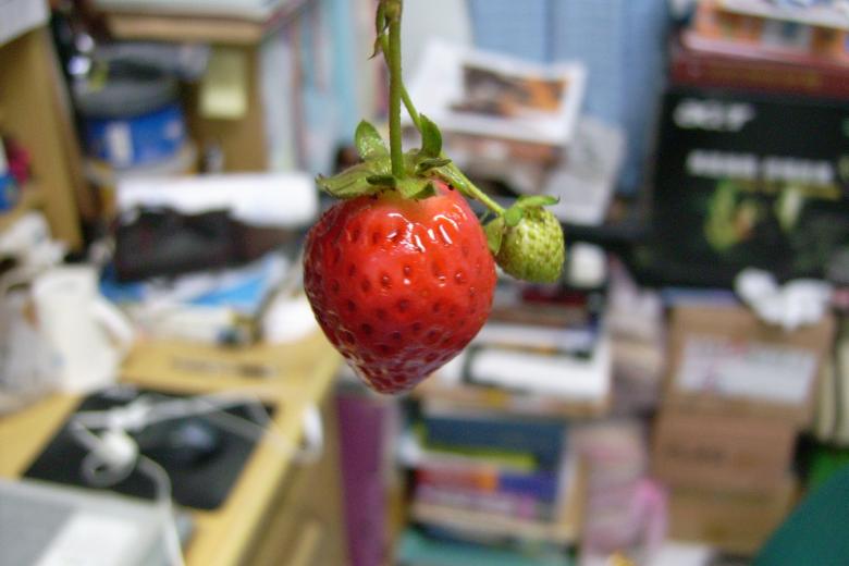 Free stock image of Strawberry created by pmao
