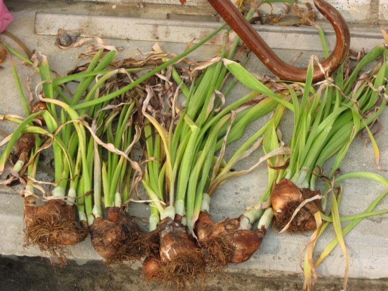 Free stock image of Onions created by pmao