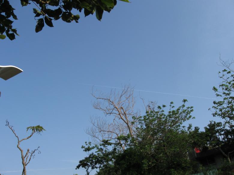 Free stock image of Plants and clear sky created by pmao