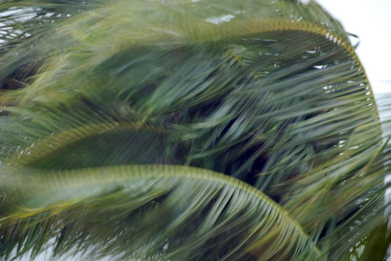 Free stock image of Palms in the Storm, Islamorada, Florida, created by Giovanni Gagliardi