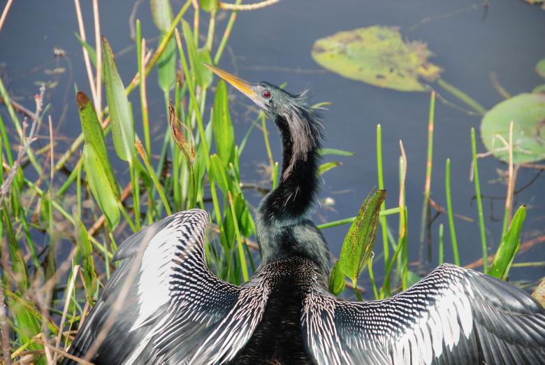 Free stock image of Worried Bird, Florida, January 2007 created by Giovanni Gagliardi