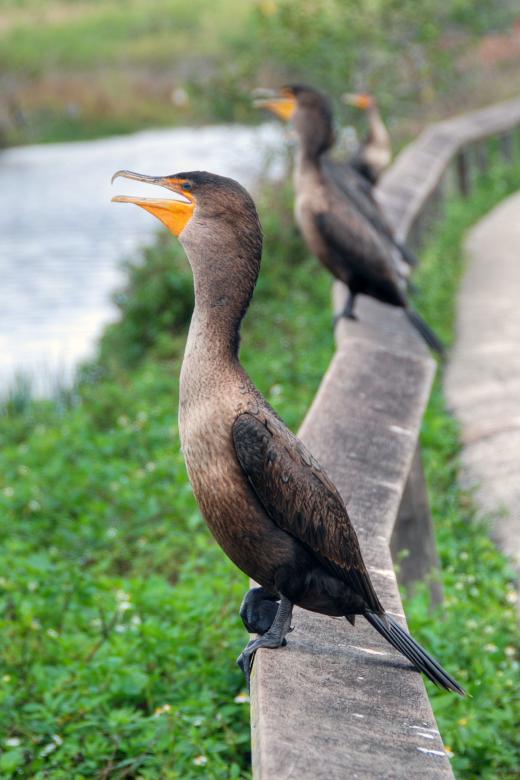 Free stock image of Birds asking for food created by Giovanni Gagliardi