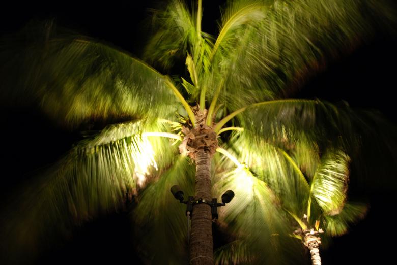 Free stock image of Palm in the Wind, Islamorada, Florida created by Giovanni Gagliardi