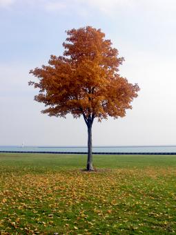 Fall - Free Stock Photo