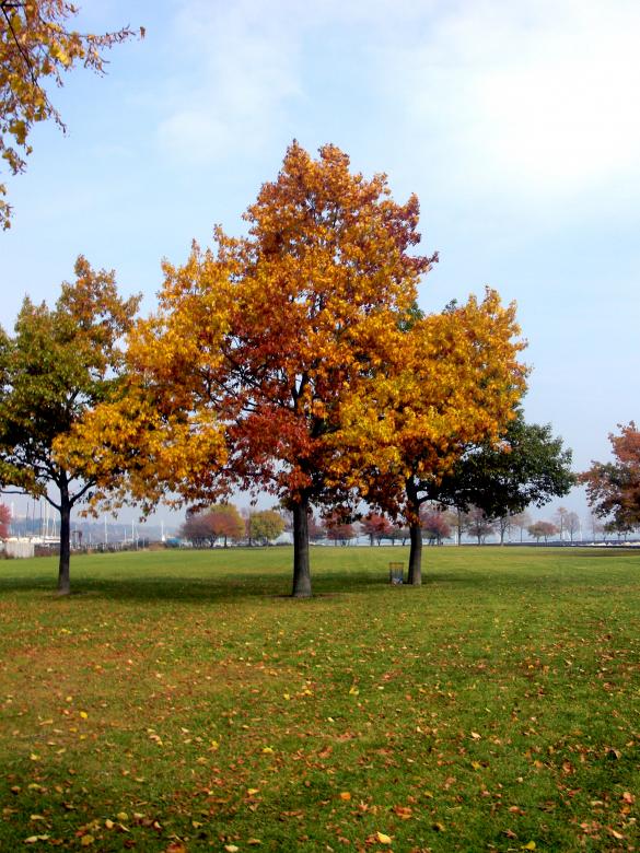 Free stock image of Fall created by Brian