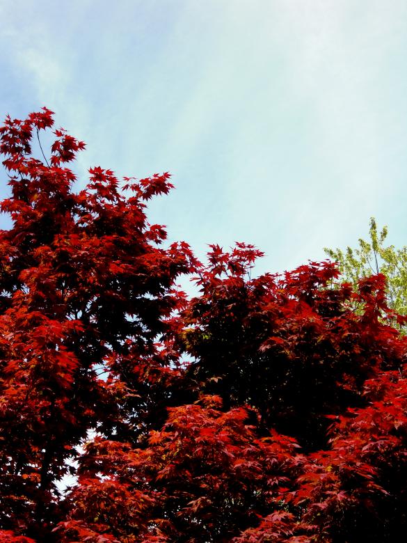 Free stock image of Fall created by Brian