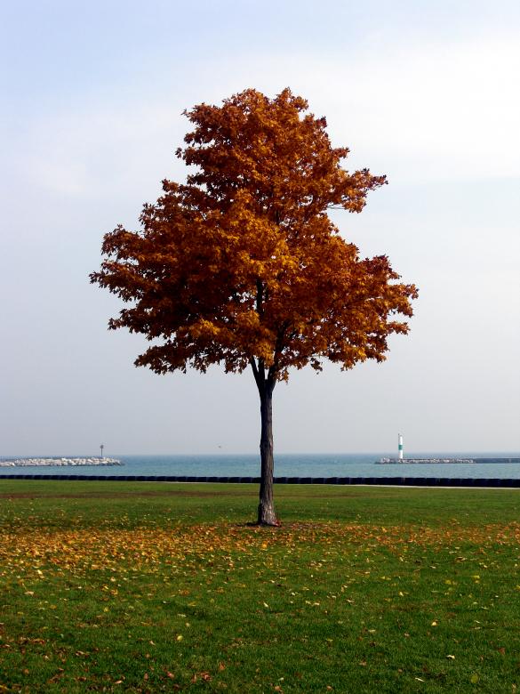 Free stock image of Fall created by Brian