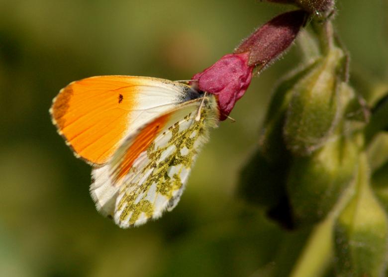 Free stock image of Butterfly Feeding created by Cofaru Alexandru