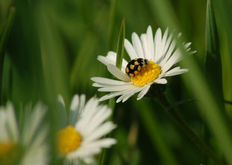 Free stock image of Ladybug created by Cofaru Alexandru
