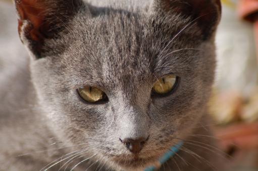 Gray Cat Close Up - Free Stock Photo
