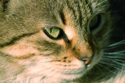 Free Stock Photo of Cat