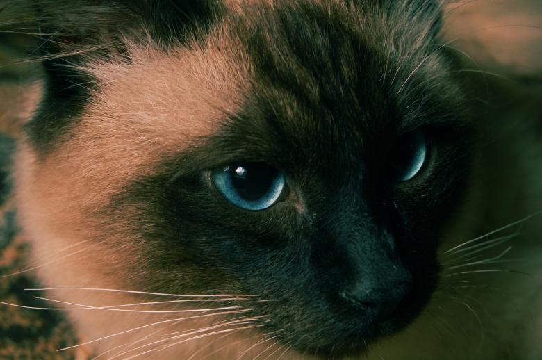 Free stock image of Cat created by Cofaru Alexandru