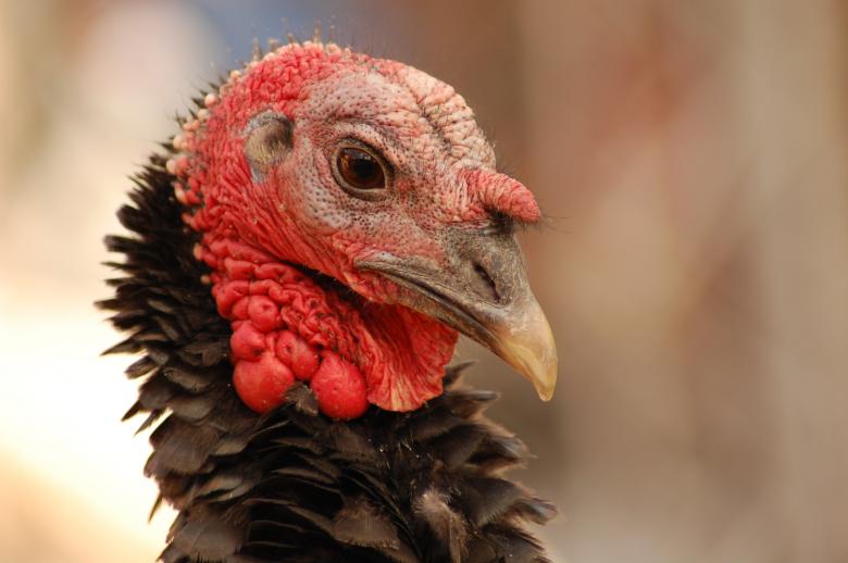 Free stock image of Turkey created by Cofaru Alexandru