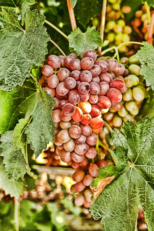 Free stock image of Grapes created by Carlos Zepeda