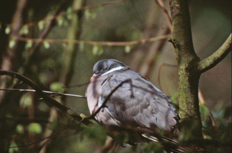 Free stock image of Bird in tree created by MUNCH PIERRE