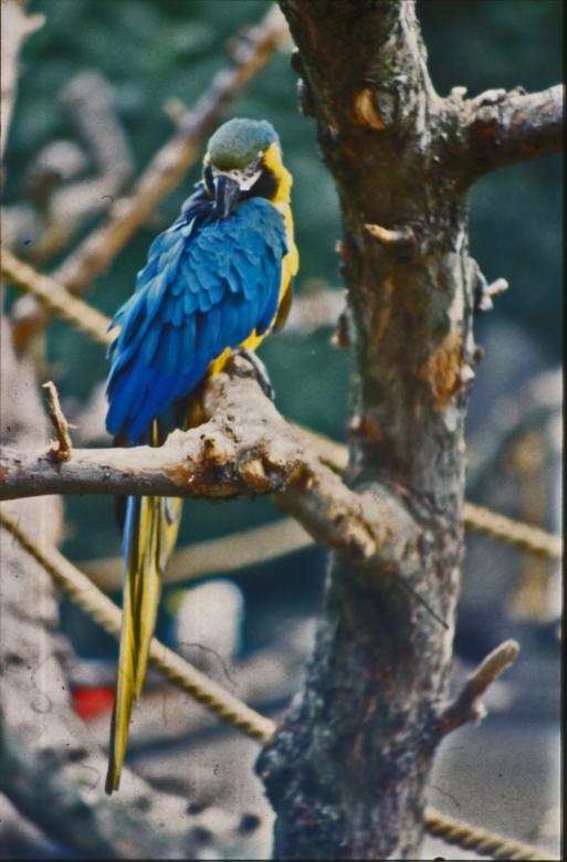 Free stock image of Blue and yellow Parakeet created by MUNCH PIERRE