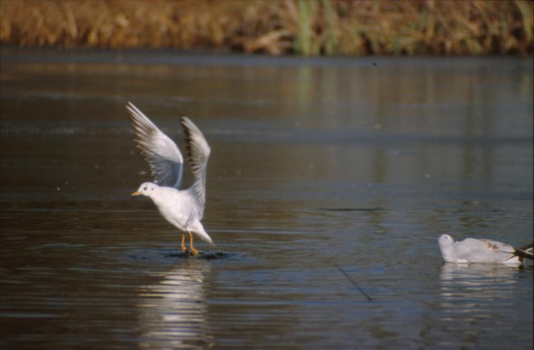 Free stock image of Birds created by MUNCH PIERRE