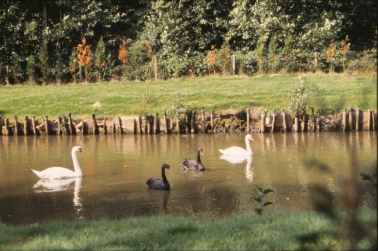 Free stock image of Swans and ducks created by MUNCH PIERRE