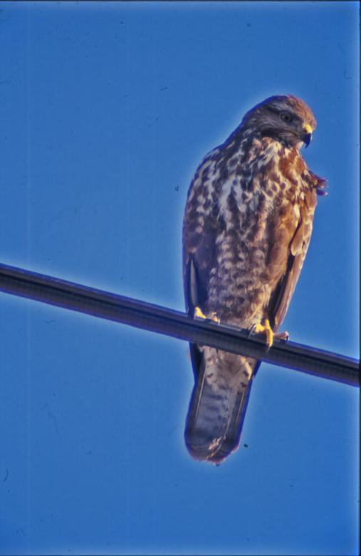 Free stock image of Hawk created by MUNCH PIERRE
