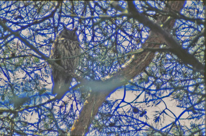 Free stock image of Owl created by MUNCH PIERRE