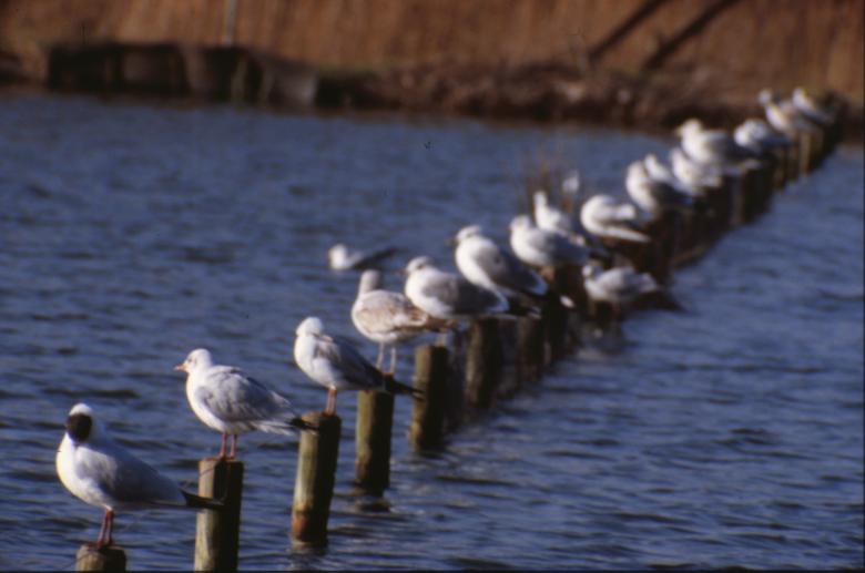 Free stock image of Line of seagulls created by MUNCH PIERRE