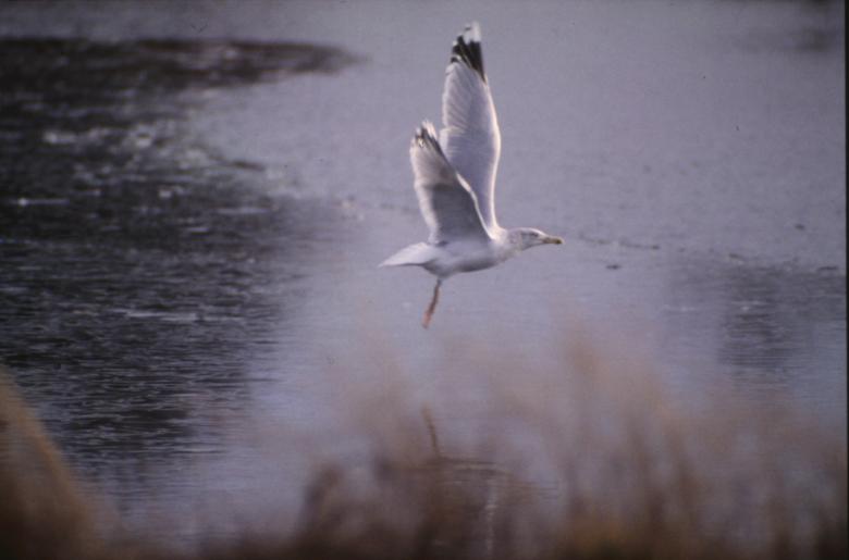Free stock image of Bird created by MUNCH PIERRE