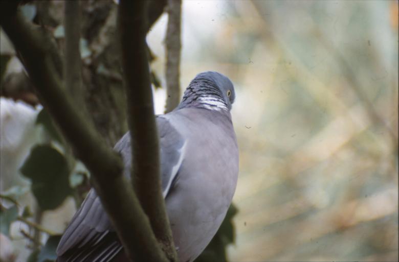Free stock image of Pigeon created by MUNCH PIERRE