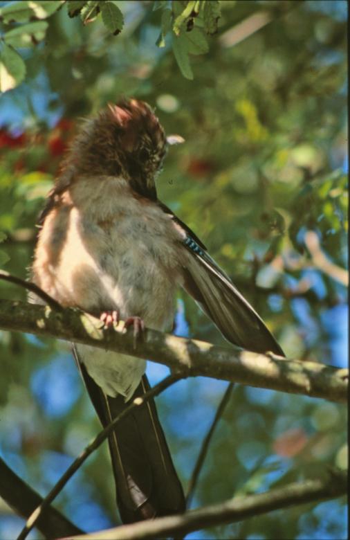 Free stock image of Bird created by MUNCH PIERRE