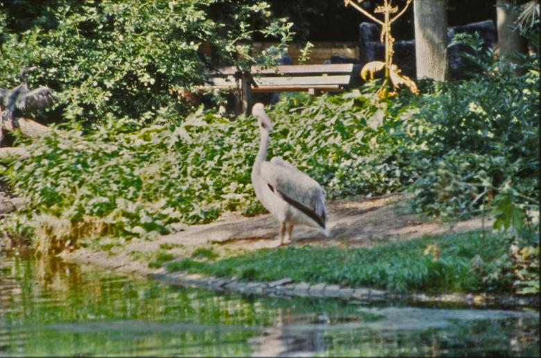 Free stock image of Pelican created by MUNCH PIERRE