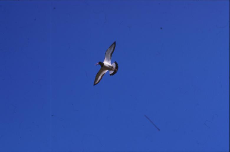 Free stock image of Bird created by MUNCH PIERRE