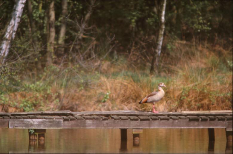 Free stock image of Duck created by MUNCH PIERRE